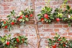 espalier tree