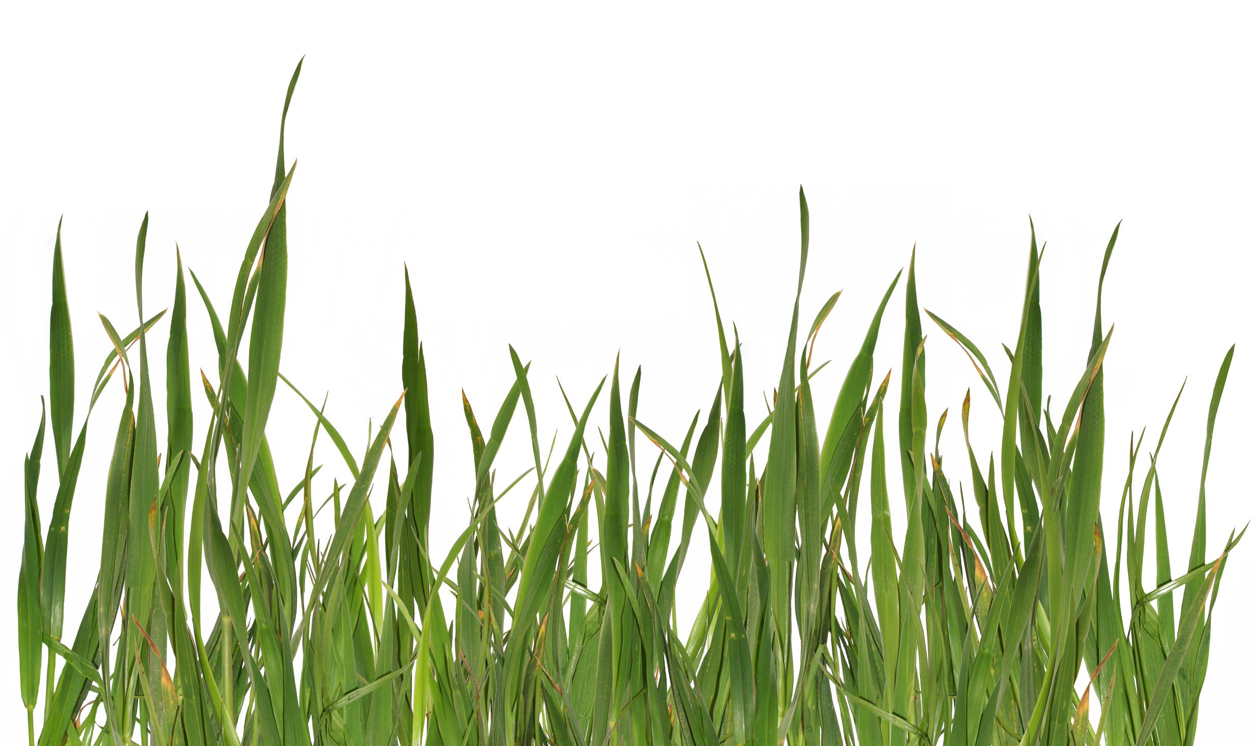 grass