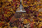 rake